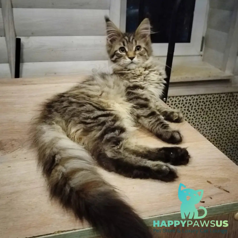 Yesenia Maine Coon female black tortie tabby - live animals