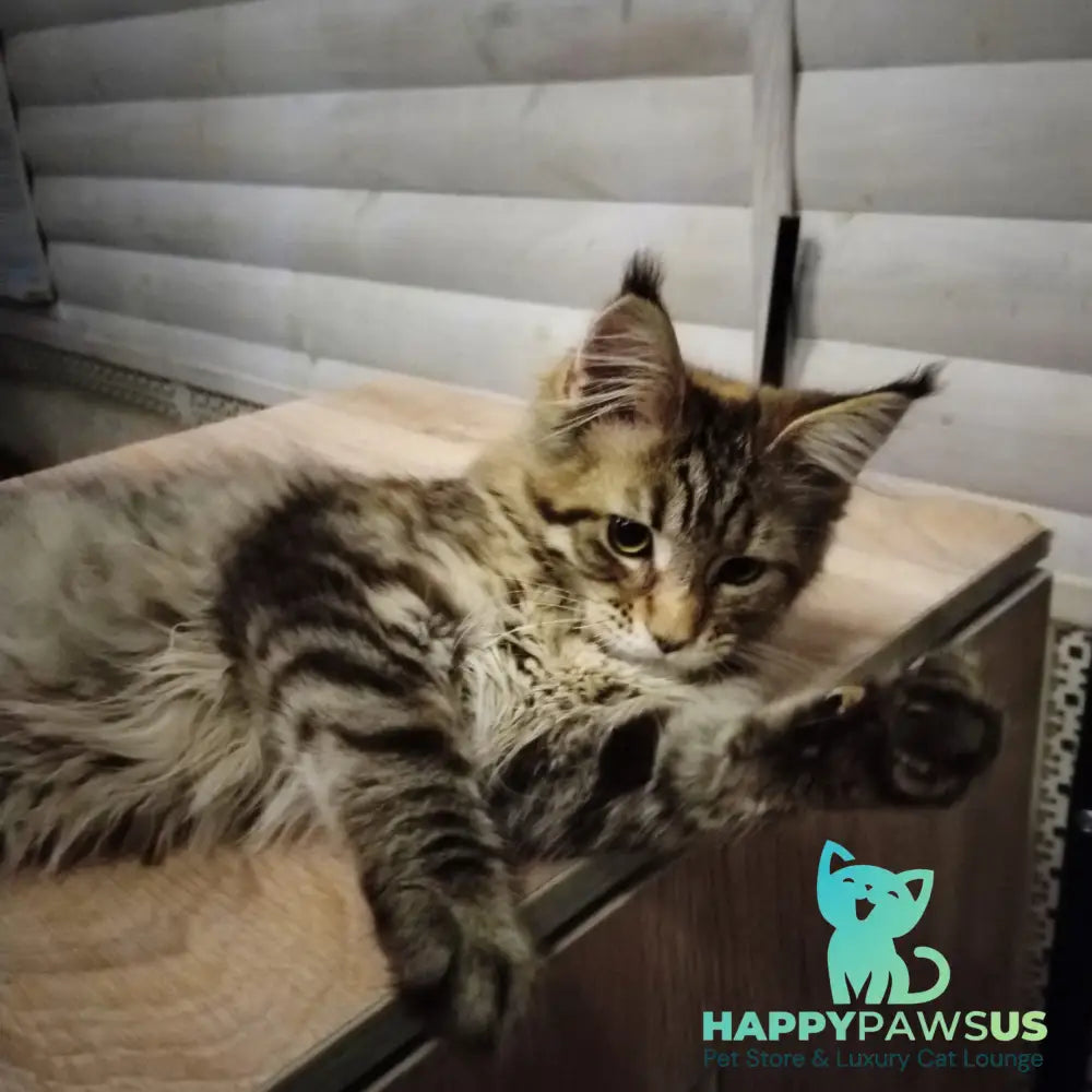 Yesenia Maine Coon female black tortie tabby - live animals