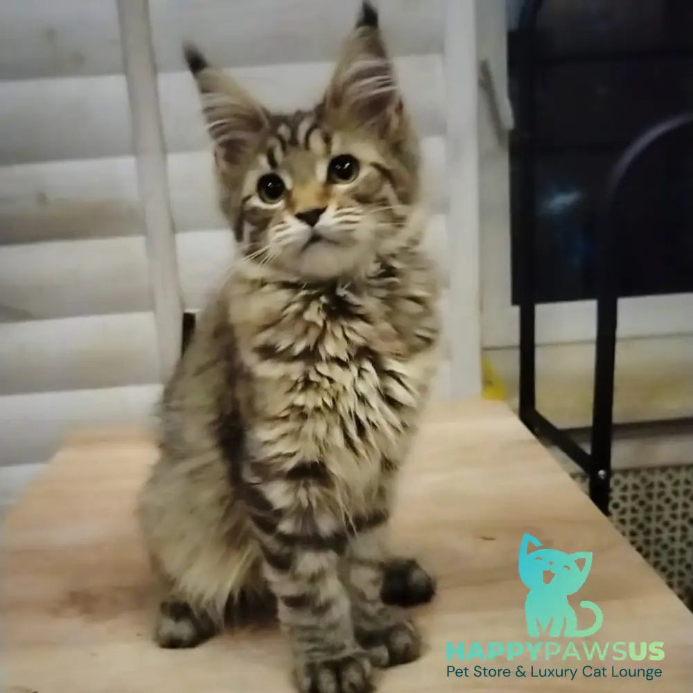 Yesenia Maine Coon female black tortie tabby - live animals