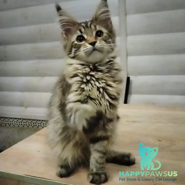 Yesenia Maine Coon female black tortie tabby - live animals