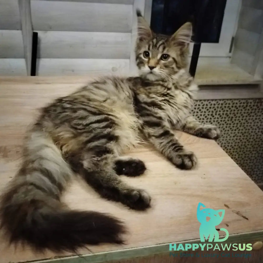 Yesenia Maine Coon female black tortie tabby - live animals