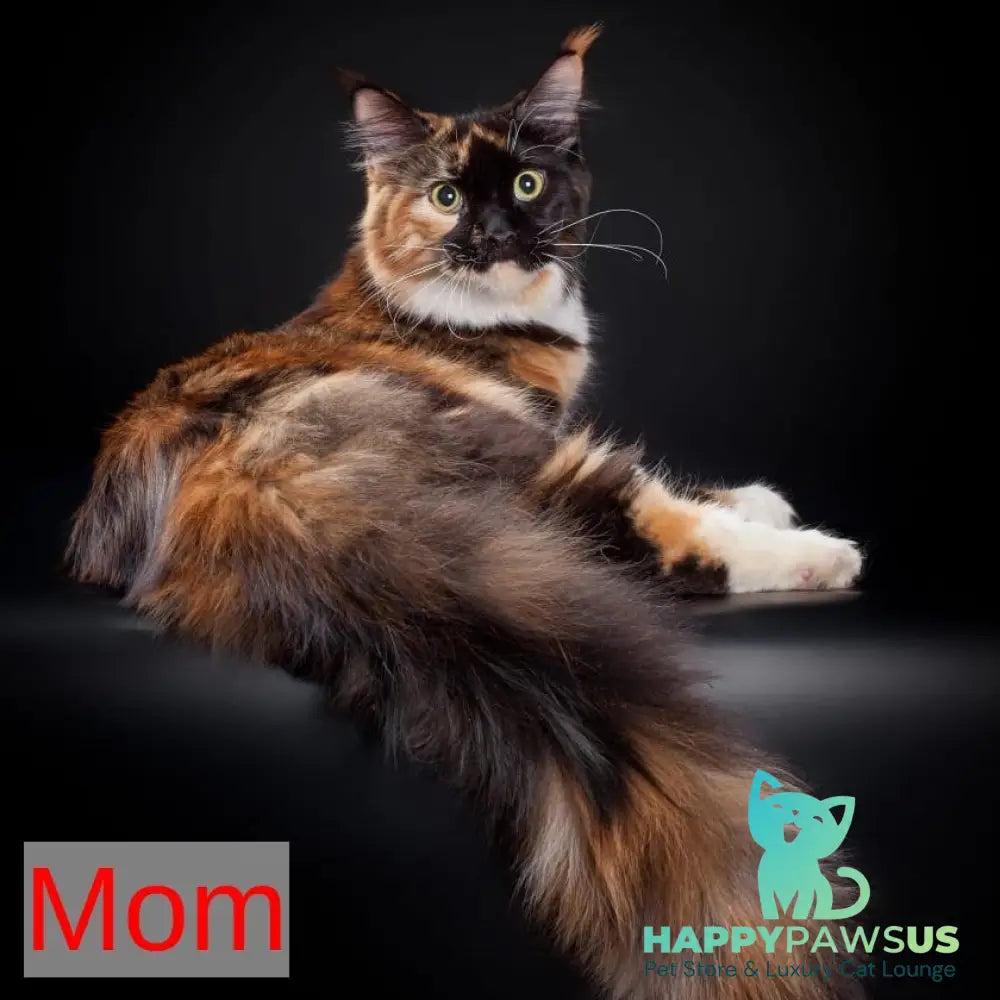 Yesenia Maine Coon female black tortie tabby - live animals