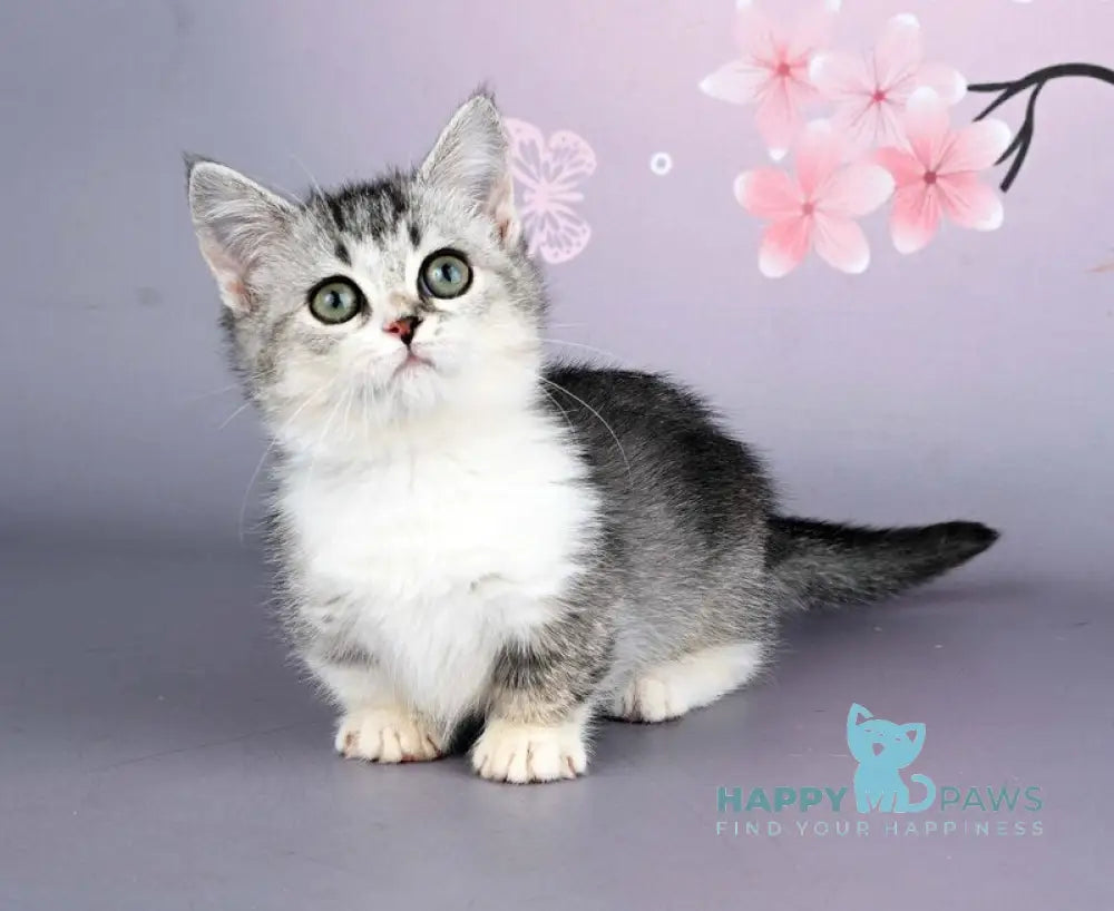 Yesenia Munchkin female black ticked tabby bicolour live animals