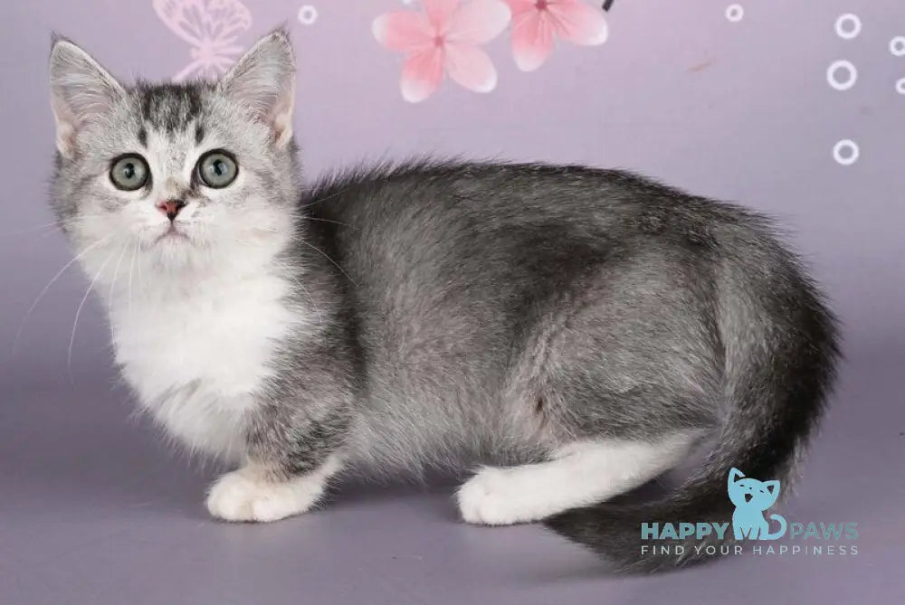 Yesenia Munchkin female black ticked tabby bicolour live animals