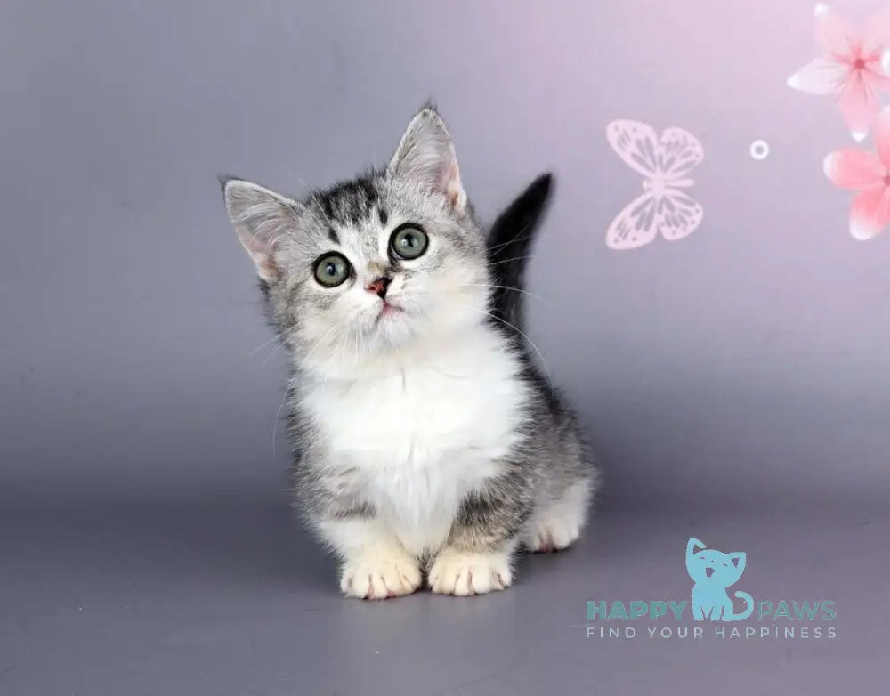 Yesenia Munchkin female black ticked tabby bicolour live animals