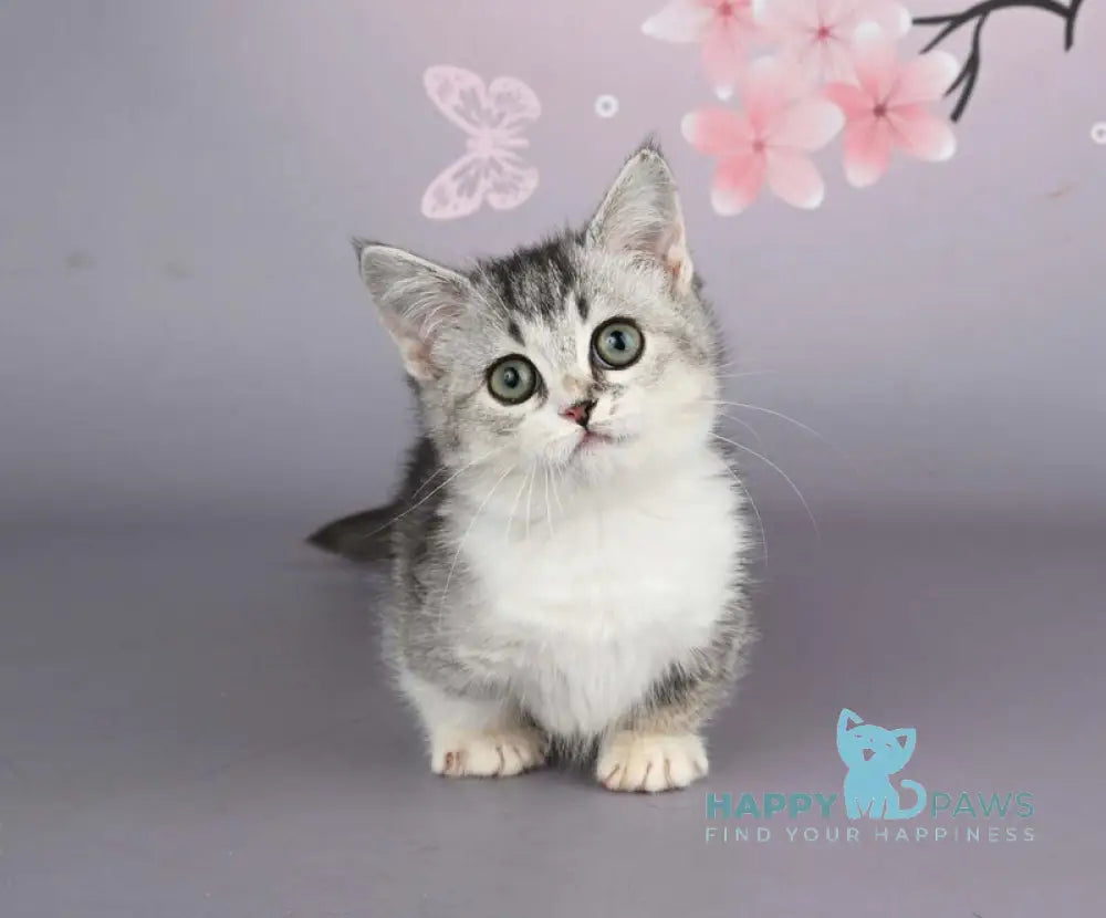 Yesenia Munchkin female black ticked tabby bicolour live animals