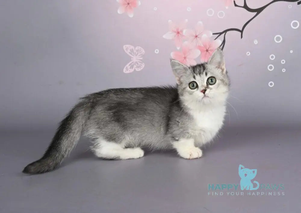 Yesenia Munchkin female black ticked tabby bicolour live animals