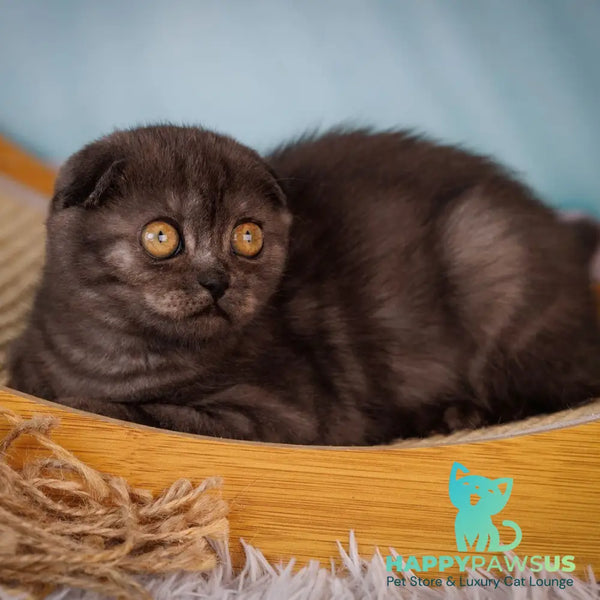 Yesenia Scottish Fold female black silver - live animals