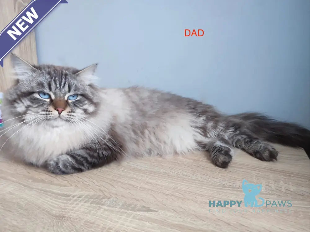 Yesenia Siberian female seal tabby pointed live animals