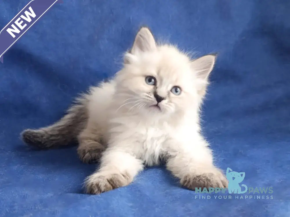 Yesenia Siberian female seal tabby pointed live animals