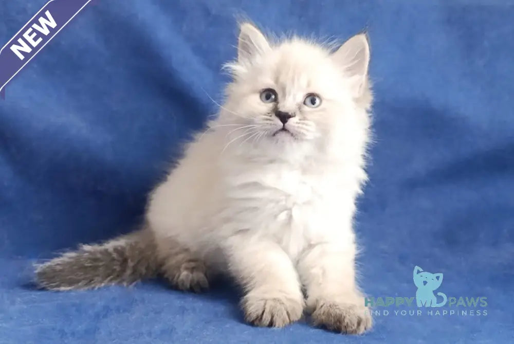 Yesenia Siberian female seal tabby pointed live animals
