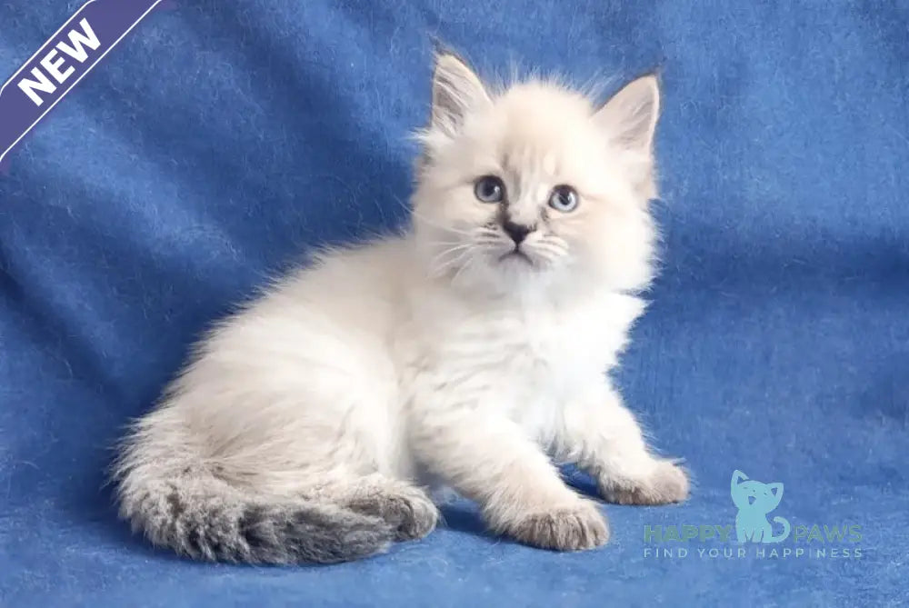 Yesenia Siberian female seal tabby pointed live animals