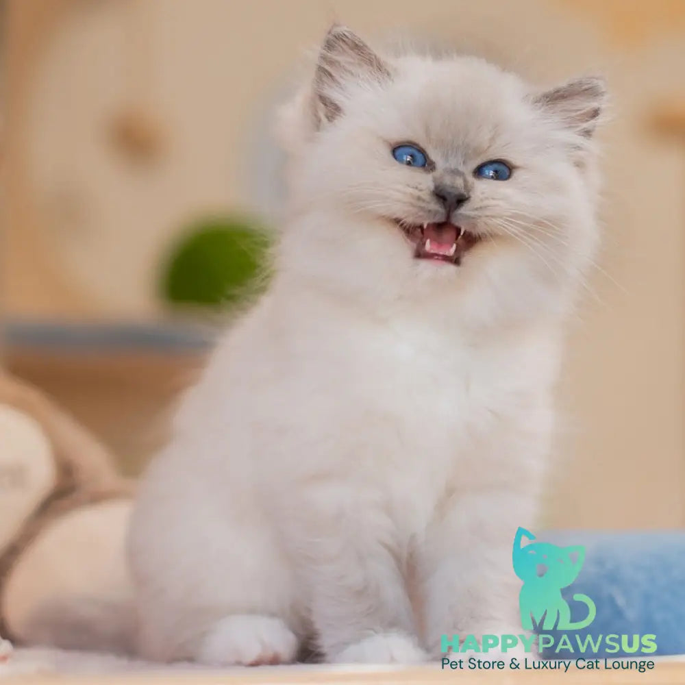 Yeshi Ragdoll male blue mitted - live animals