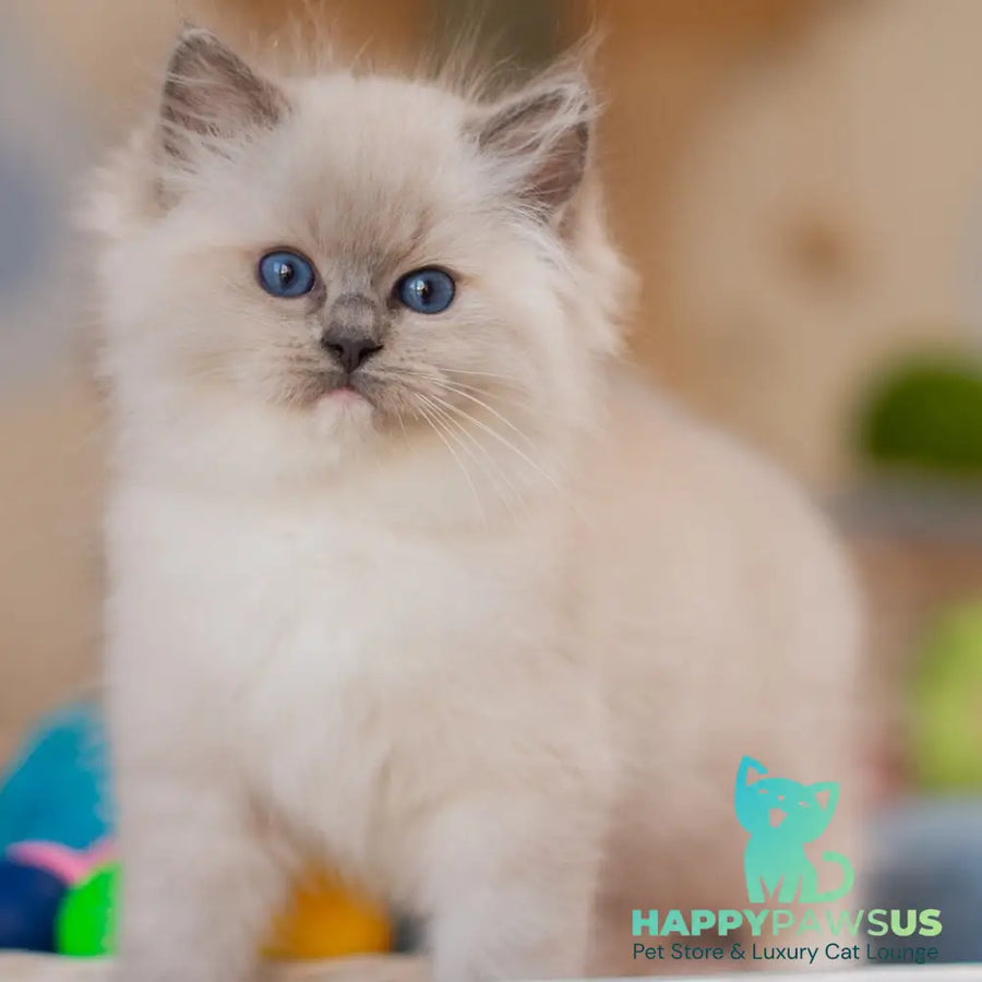 Yeshi Ragdoll male blue mitted - live animals