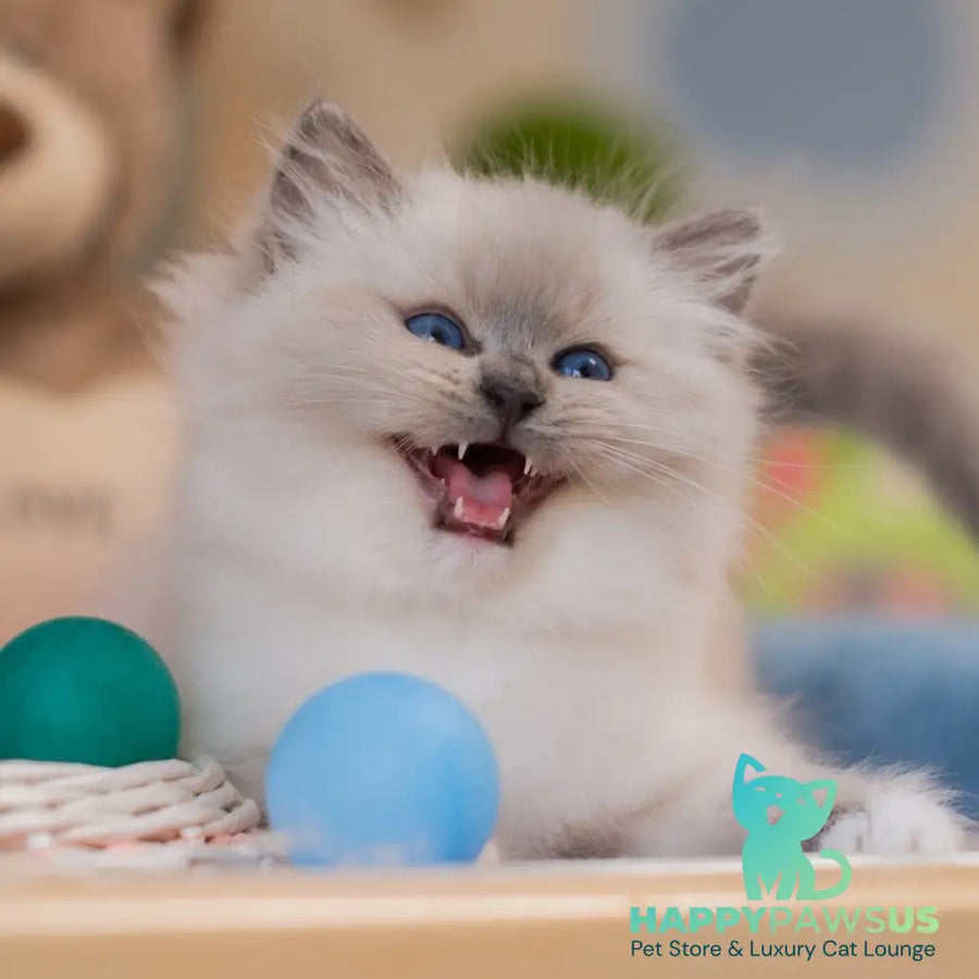 Yeshi Ragdoll male blue mitted - live animals