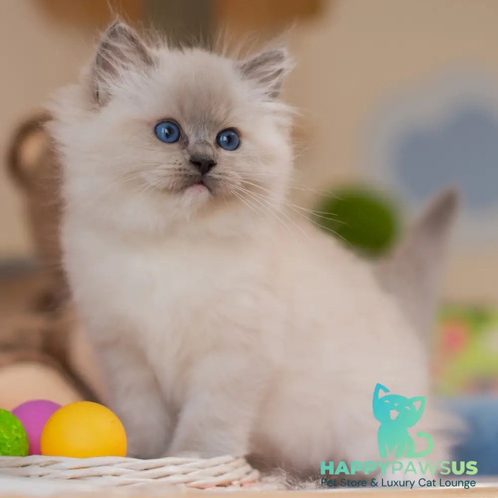 Yeshi Ragdoll male blue mitted - live animals