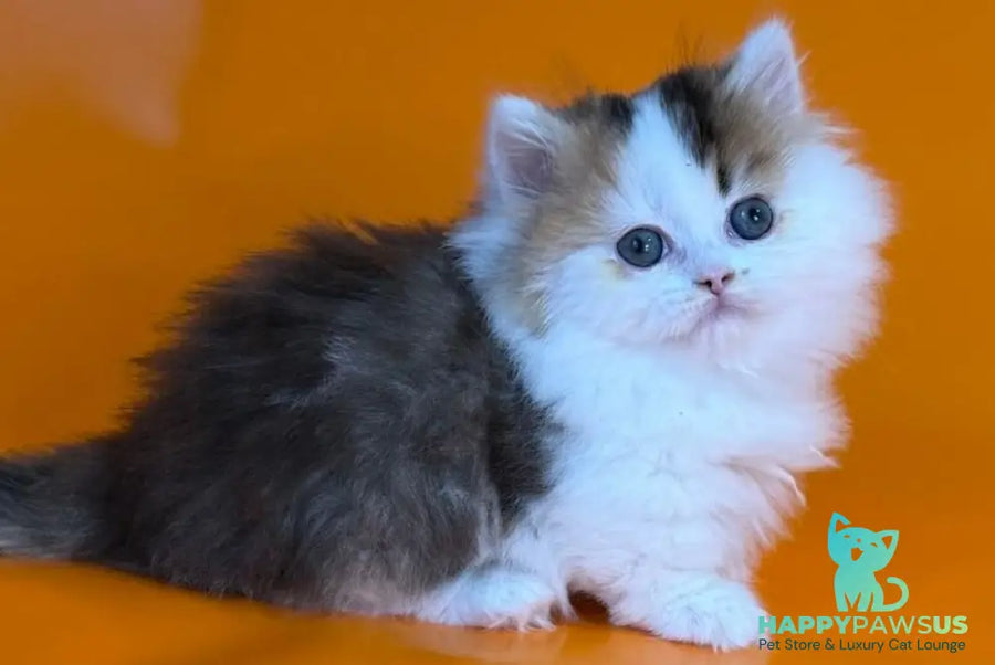 Yestin Munchkin male black golden ticked tabby - live animals