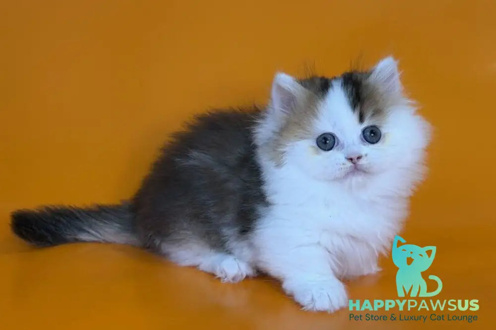 Yestin Munchkin male black golden ticked tabby - live animals