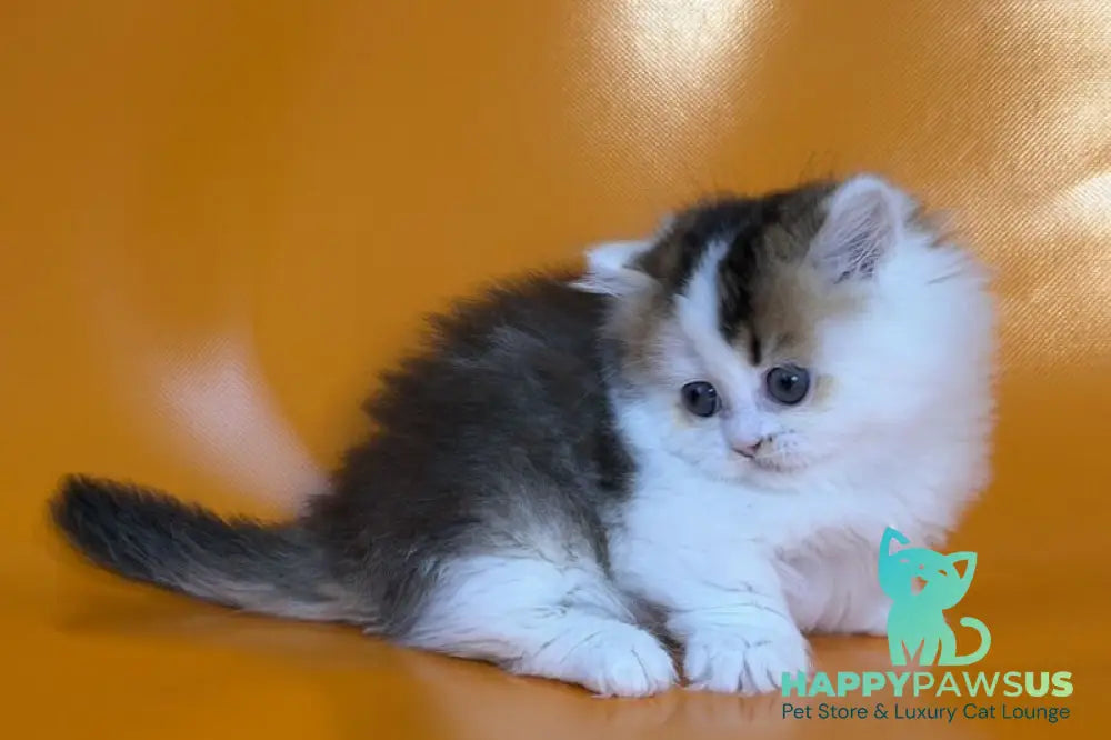 Yestin Munchkin male black golden ticked tabby - live animals
