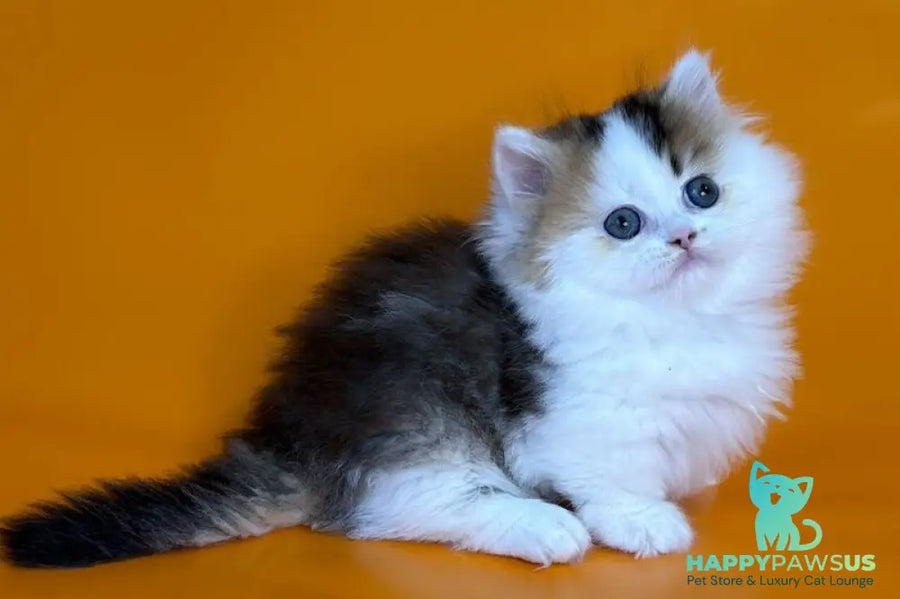 Yestin Munchkin male black golden ticked tabby - live animals