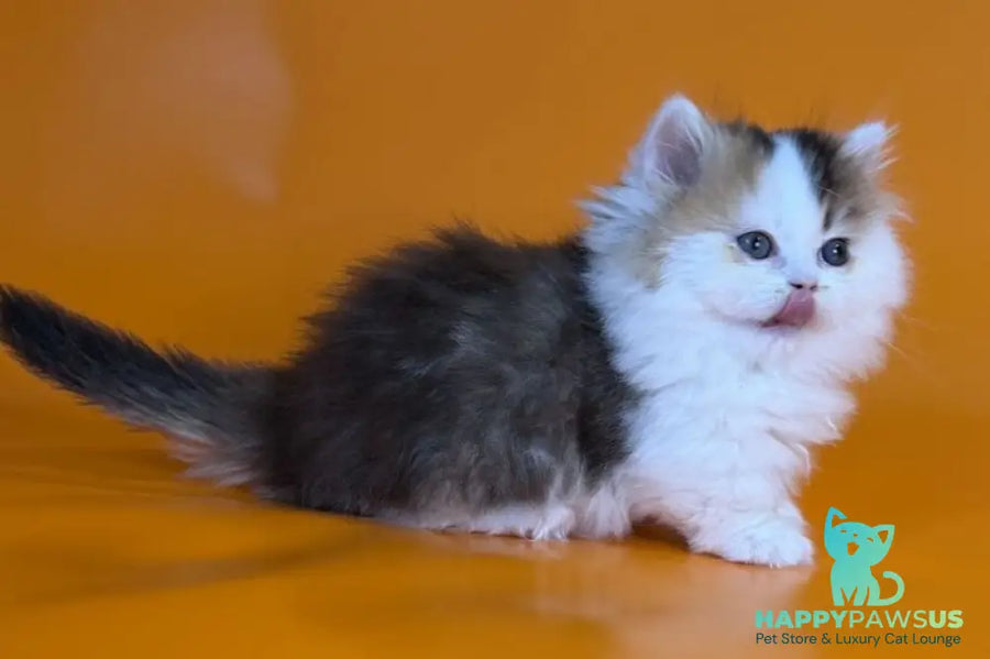 Yestin Munchkin male black golden ticked tabby - live animals