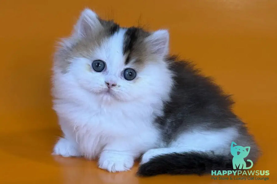 Yestin Munchkin male black golden ticked tabby - live animals