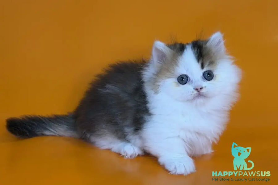 Yestin Munchkin male black golden ticked tabby - live animals