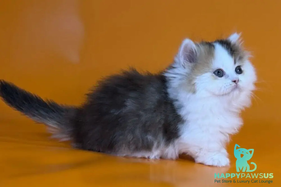 Yestin Munchkin male black golden ticked tabby - live animals