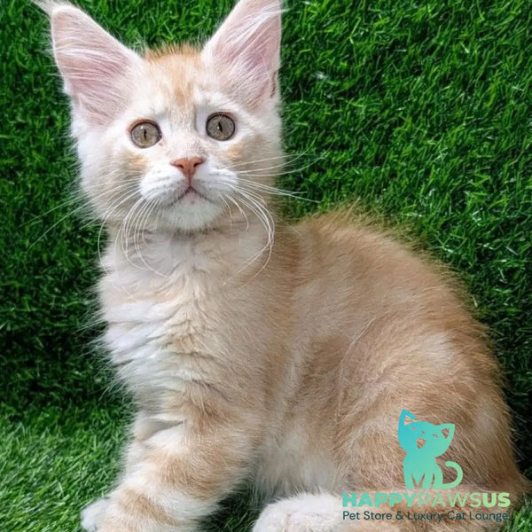 Yeti Maine Coon male red silver tabby - live animals