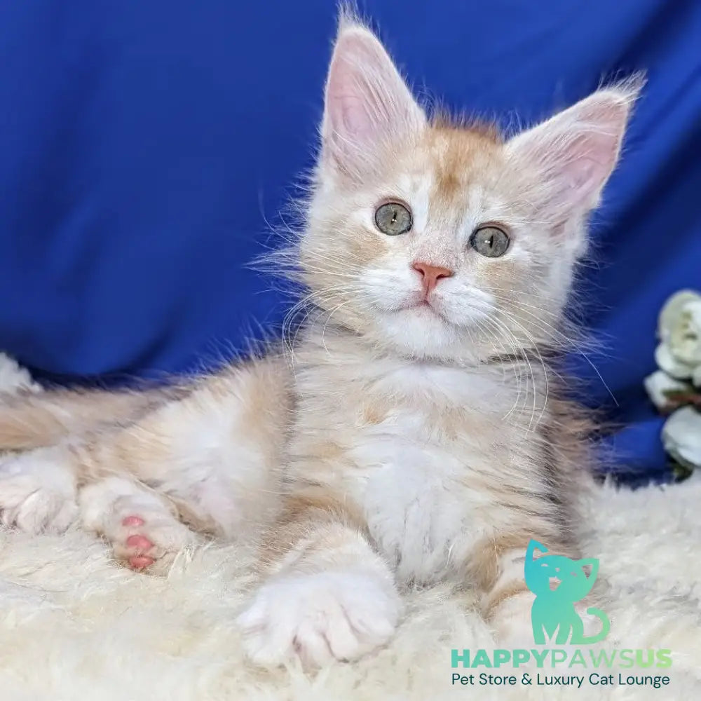 Yeti Maine Coon male red silver tabby - live animals
