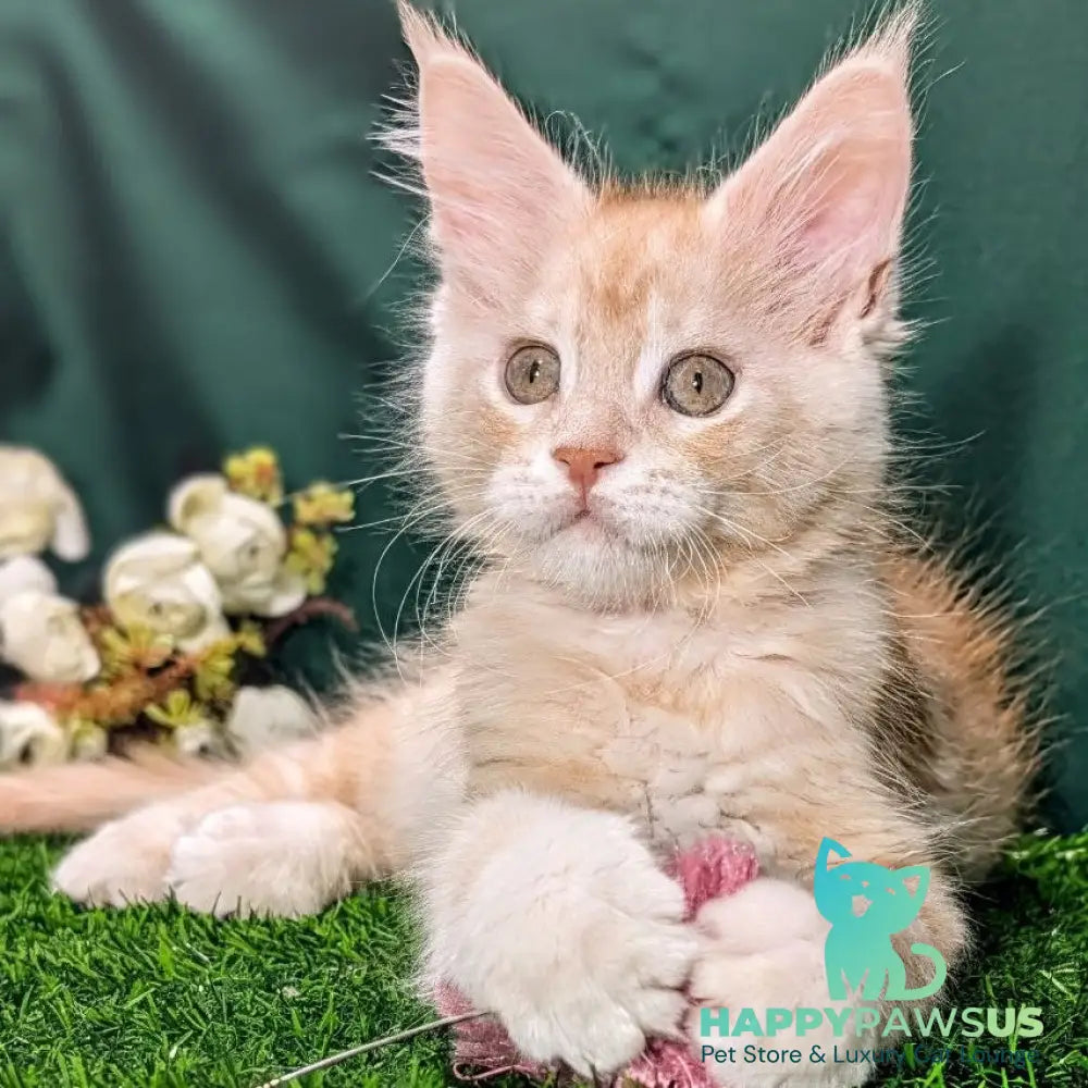 Yeti Maine Coon male red silver tabby - live animals