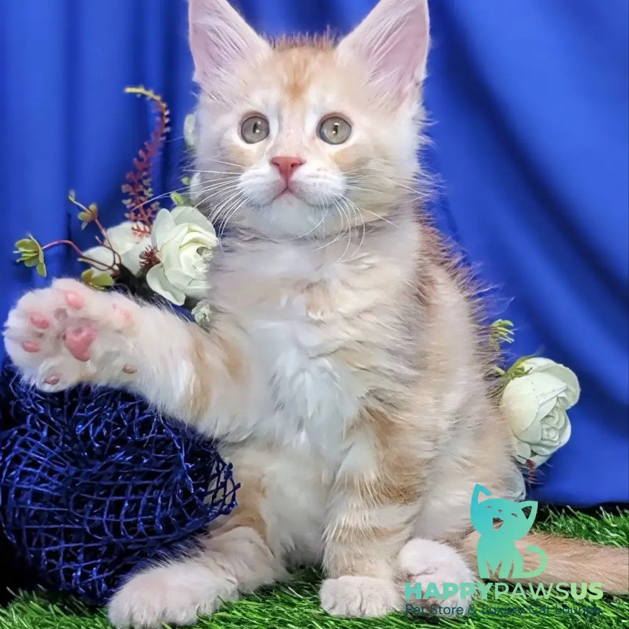 Yeti Maine Coon male red silver tabby - live animals