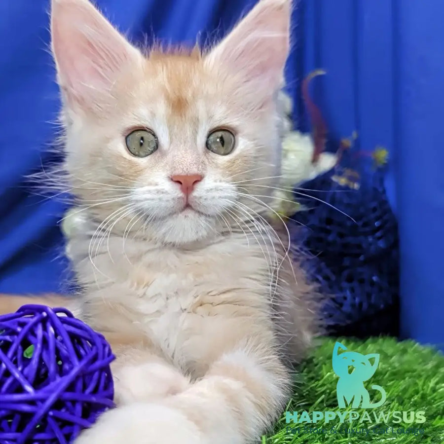 Yeti Maine Coon male red silver tabby - live animals