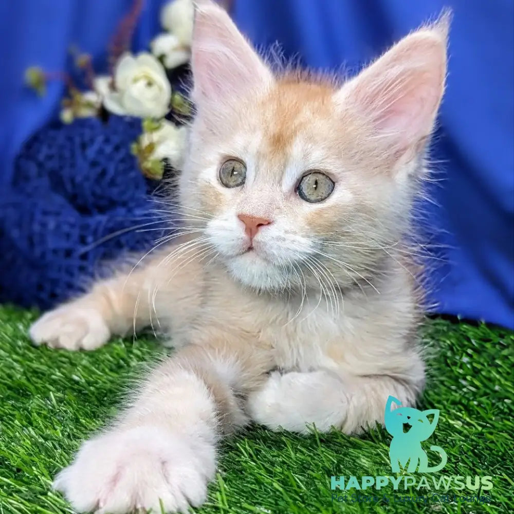 Yeti Maine Coon male red silver tabby - live animals
