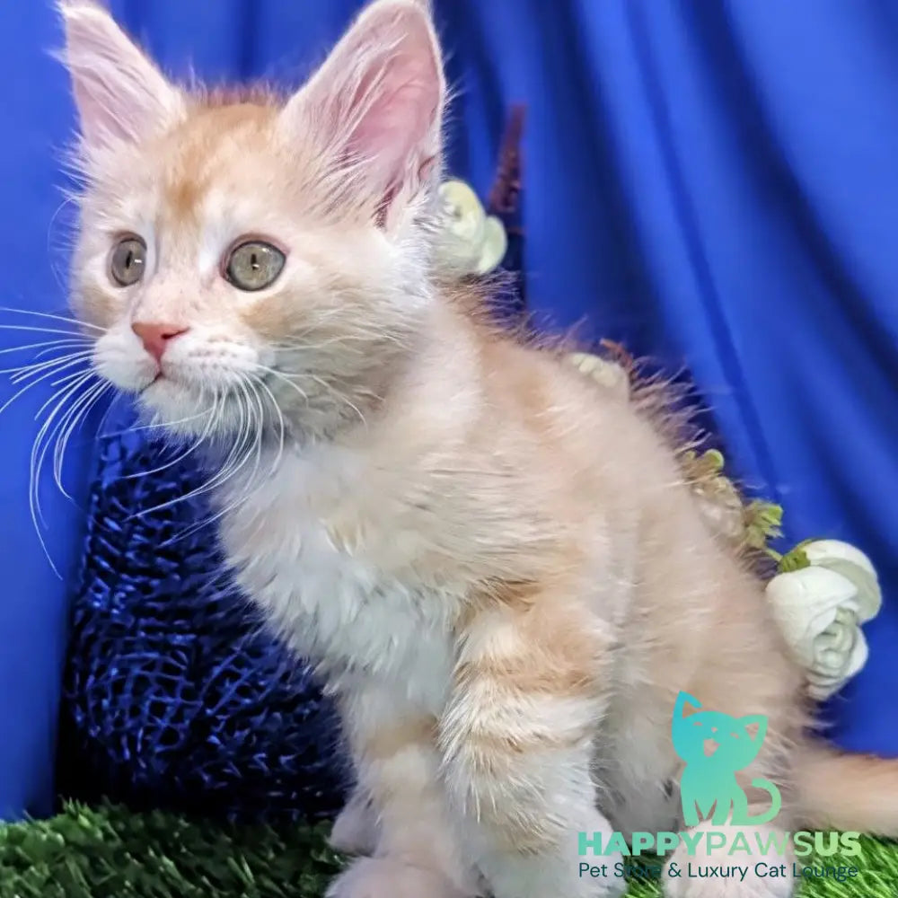 Yeti Maine Coon male red silver tabby - live animals