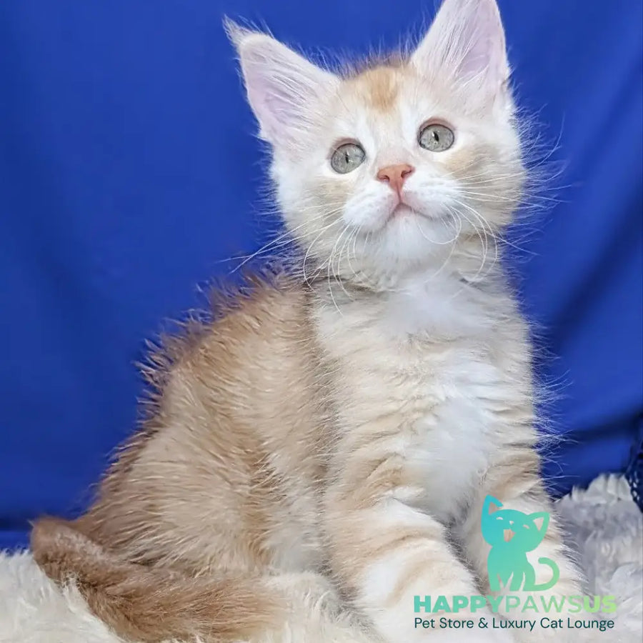 Yeti Maine Coon male red silver tabby - live animals