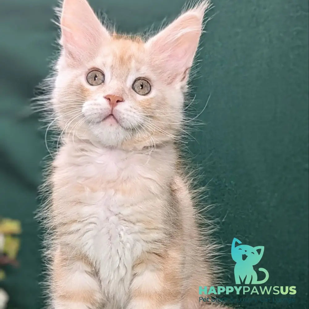 Yeti Maine Coon male red silver tabby - live animals