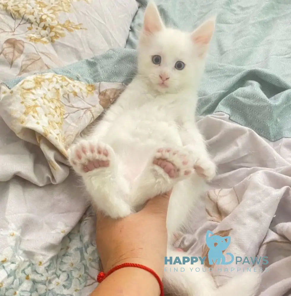 Yeti Maine Coon polydactyl male white live animals