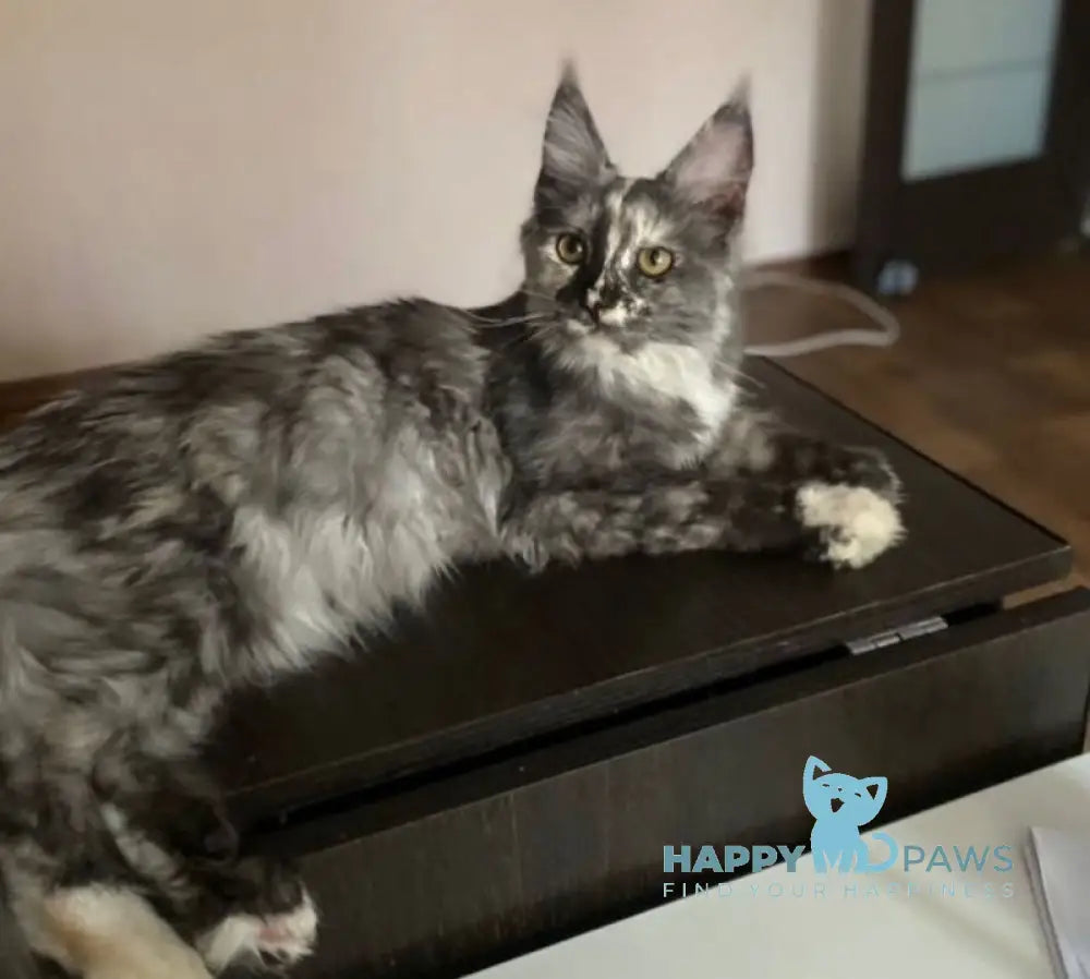 Yeti Maine Coon polydactyl male white live animals