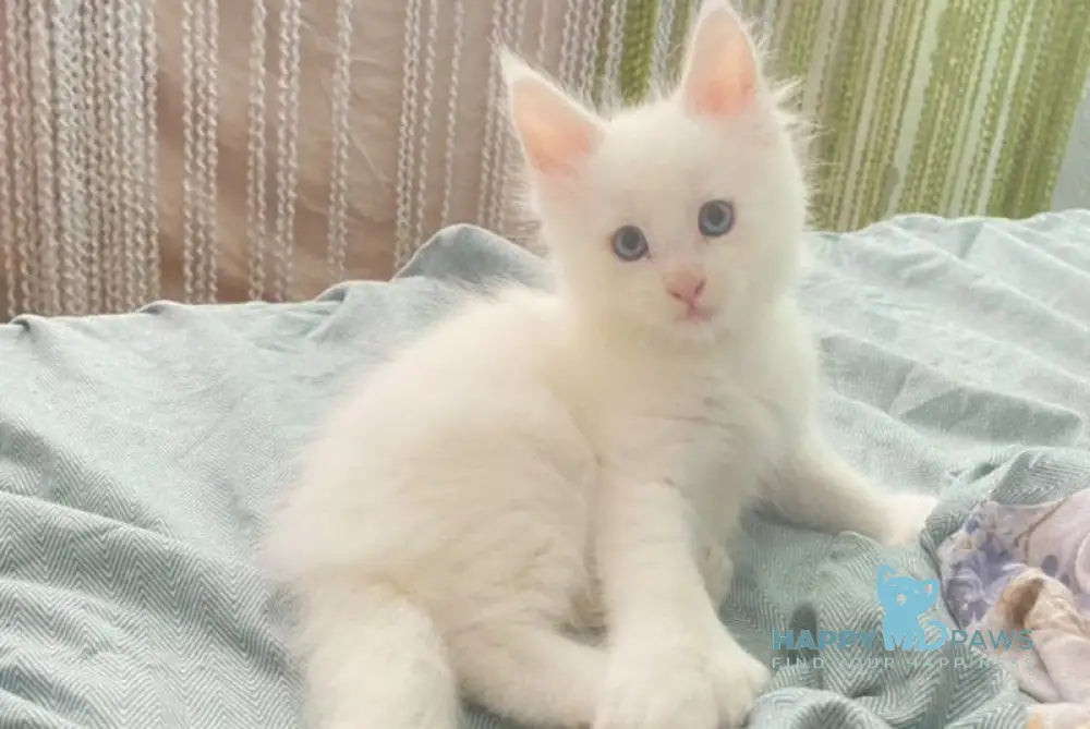 Yeti Maine Coon polydactyl male white live animals