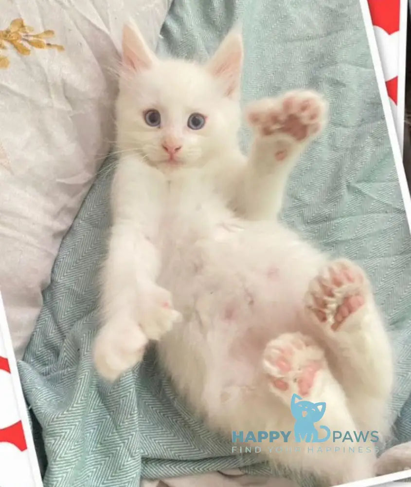 Yeti Maine Coon polydactyl male white live animals
