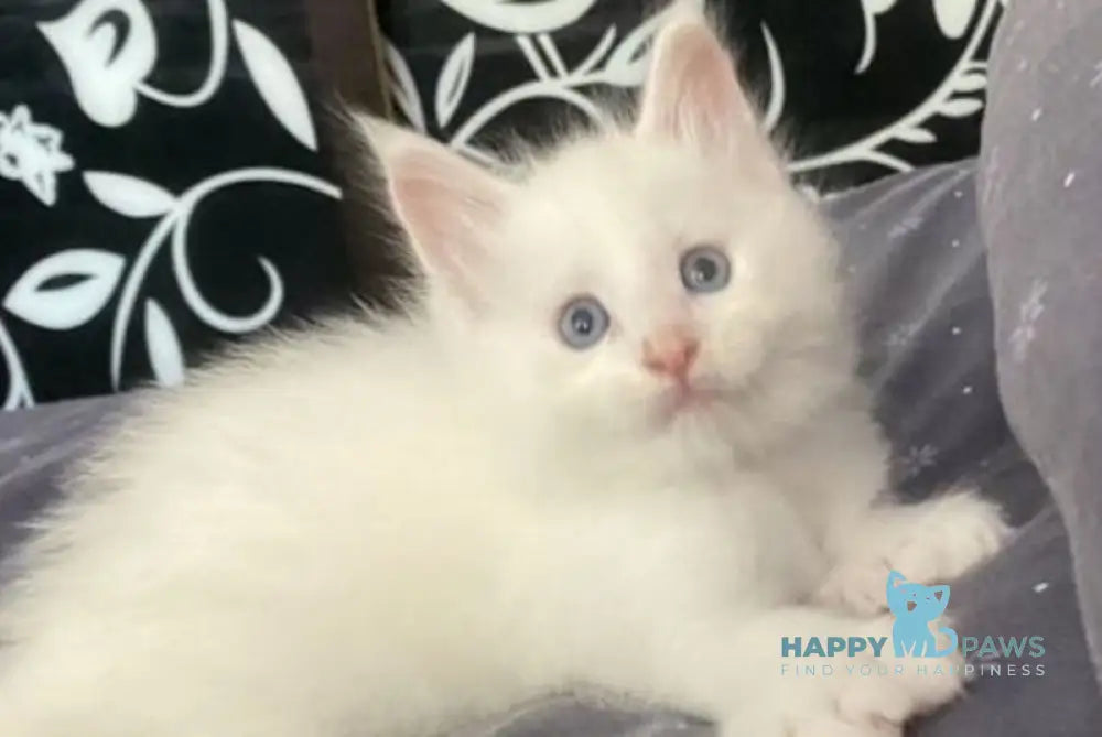 Yeti Maine Coon polydactyl male white live animals