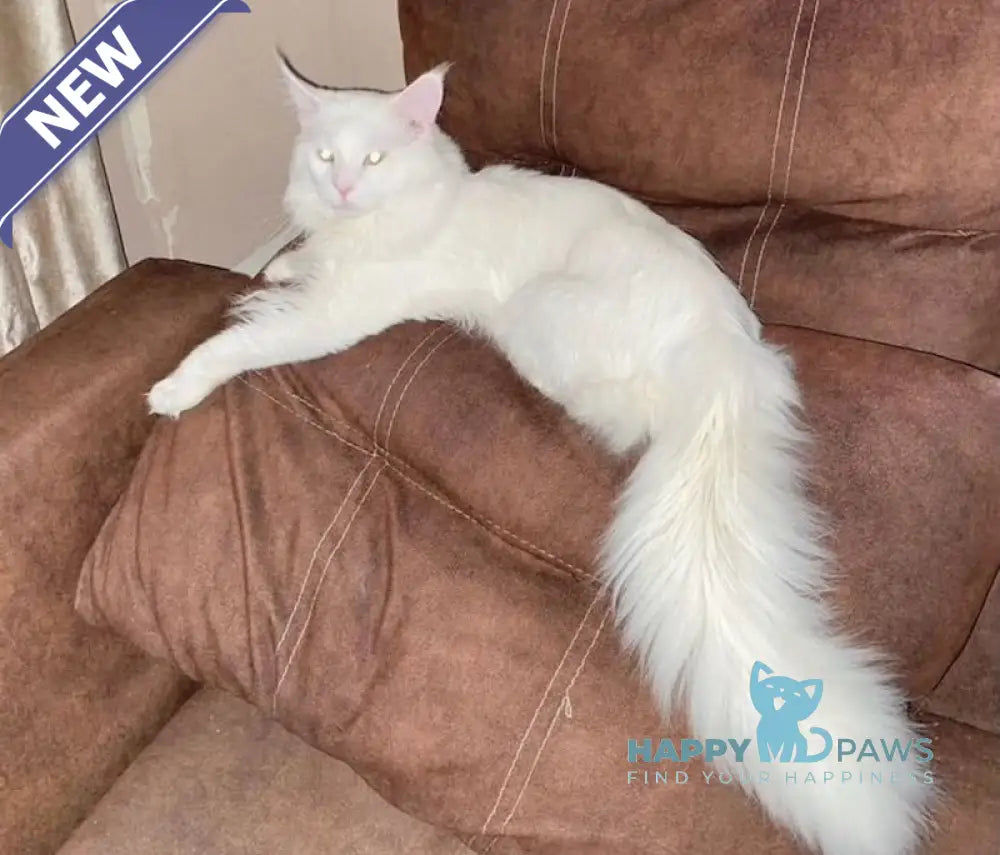 Yeti Maine Coon polydactyl male white live animals
