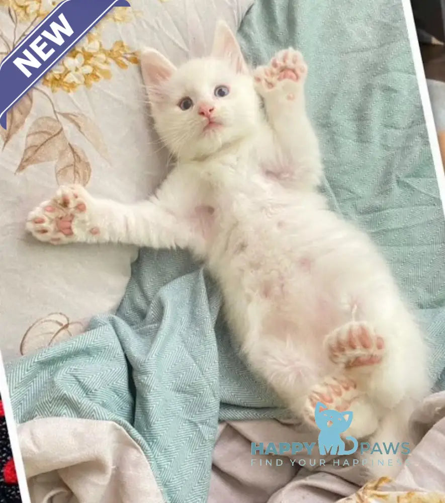 Yeti Maine Coon polydactyl male white live animals