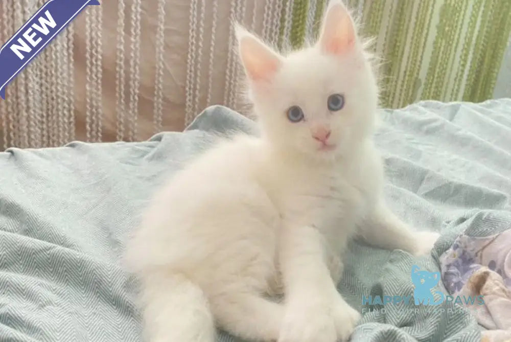 Yeti Maine Coon polydactyl male white live animals