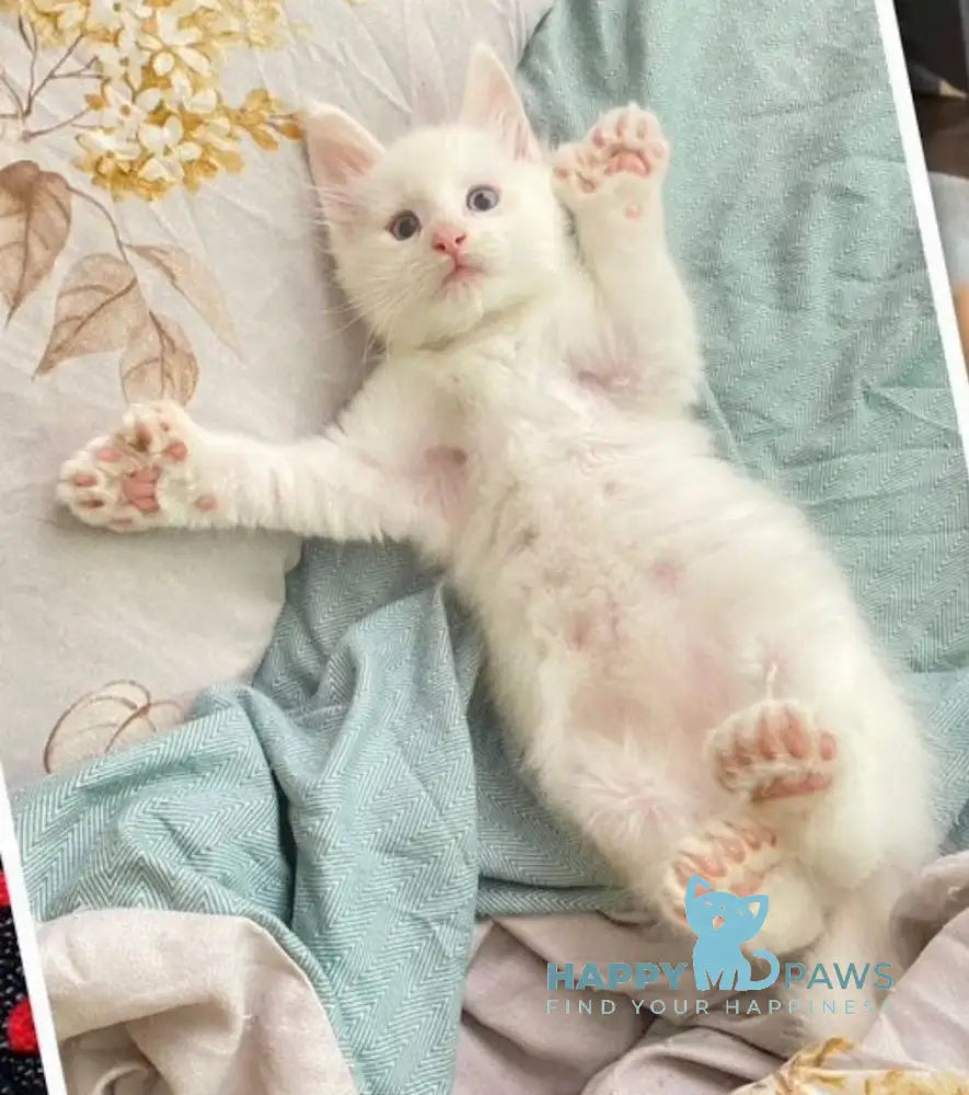 Yeti Maine Coon polydactyl male white live animals