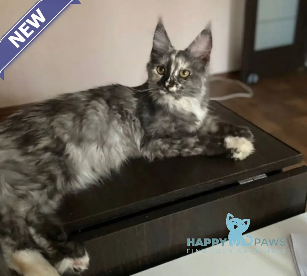 Yeti Maine Coon polydactyl male white live animals