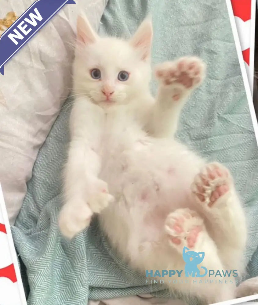 Yeti Maine Coon polydactyl male white live animals