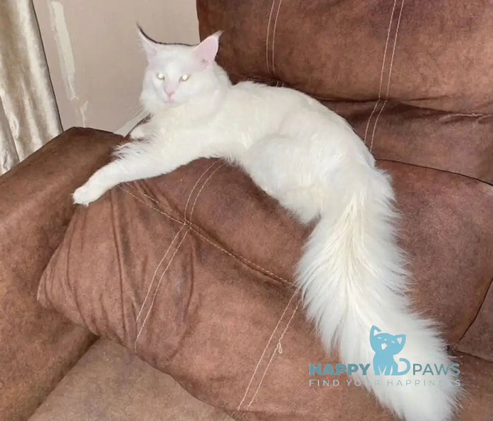 Yeti Maine Coon polydactyl male white live animals