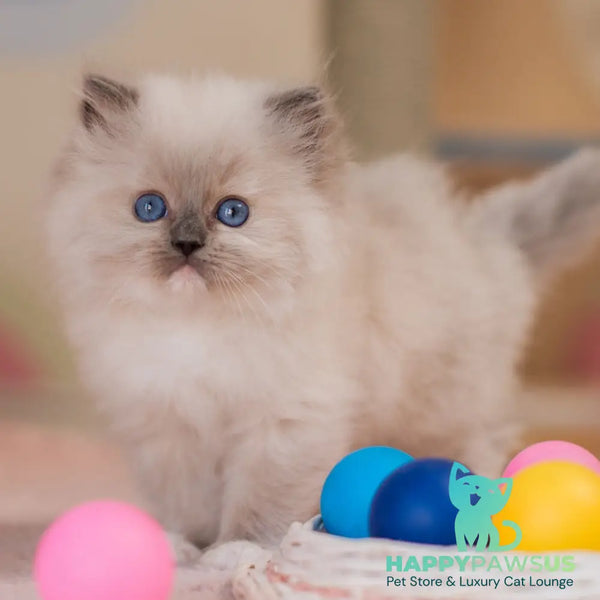 Yeti Ragdoll male blue mitted - live animals